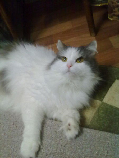 Виктор Виктор