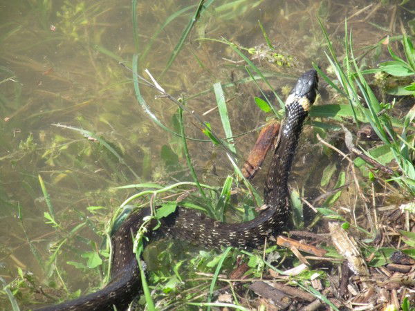 Инесса Наумова