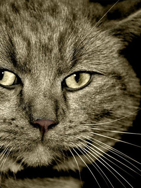 Василий Кузнецов