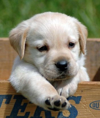 Жаныгуль Канаталиева