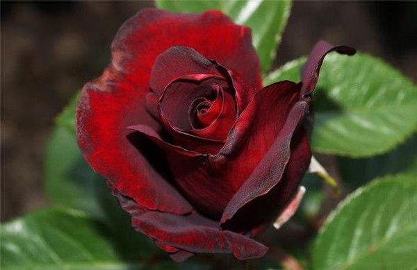 Зауреш Ахметова