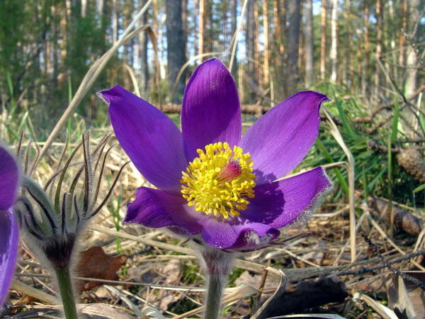 Гккп "айкап"