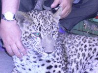 Анна Сергеевна