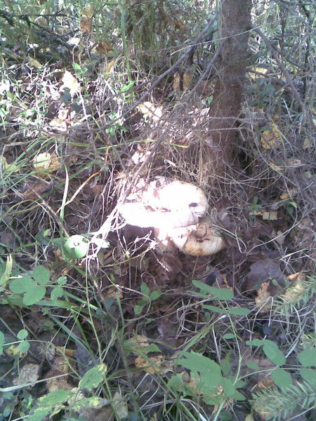 Андрей Старостин