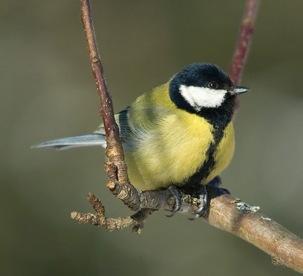 Наталья Синица