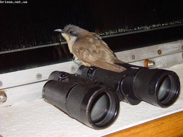 Елена Андреева