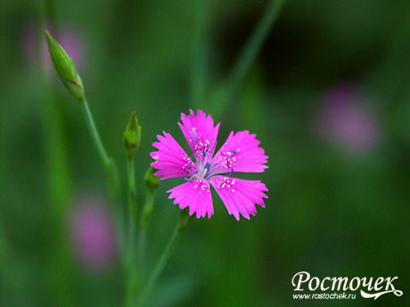 Рита Кагарманова