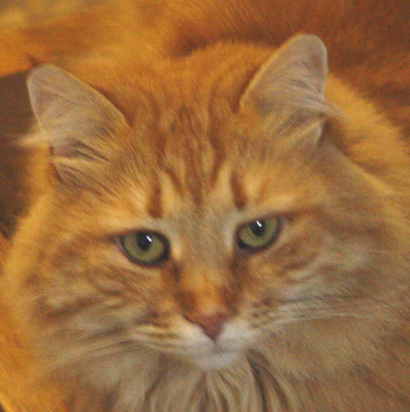 Светлана Рыбальченко