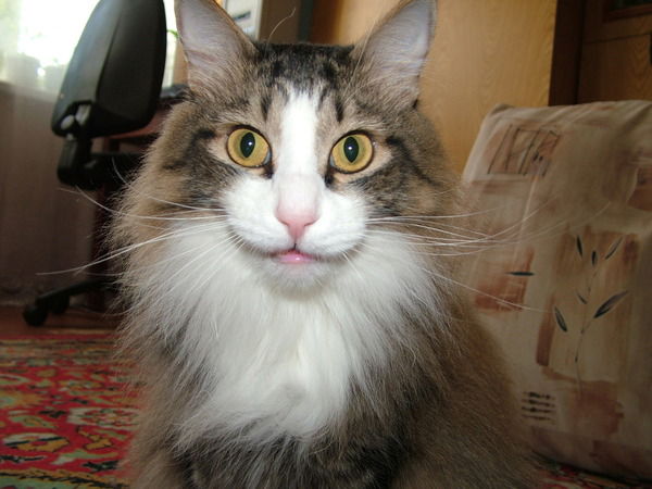 Нина Петрова