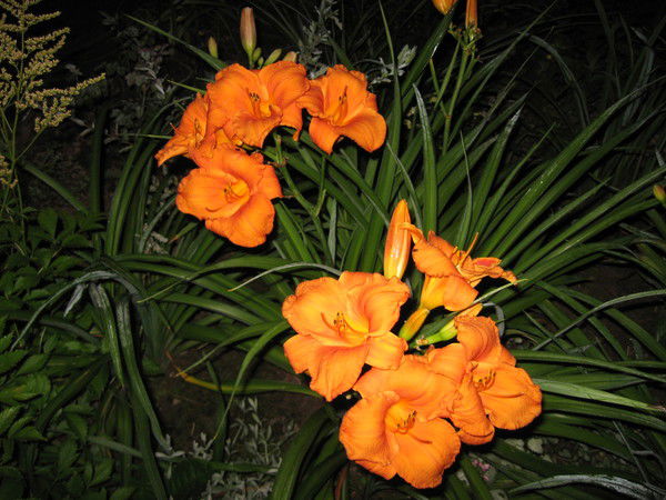 Катя Абакумова