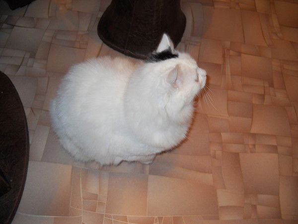 Тариел Аббасов