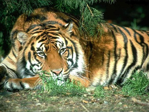 Максим Напоров