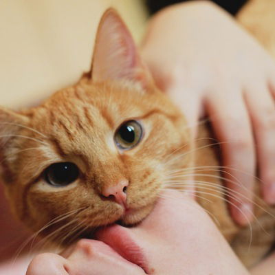 Катерина Горожанская