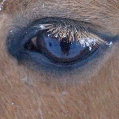 Дикий Ангел