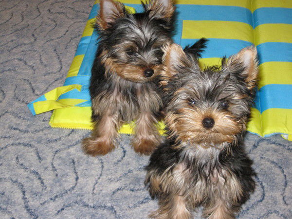 Татьяна Передерникова