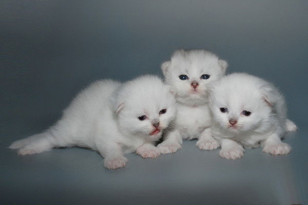 Оксана Чуракова