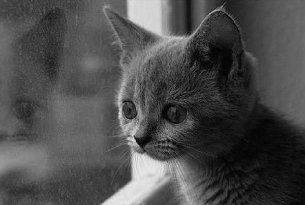 Юлия Царева