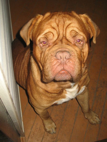 Александр Гужов