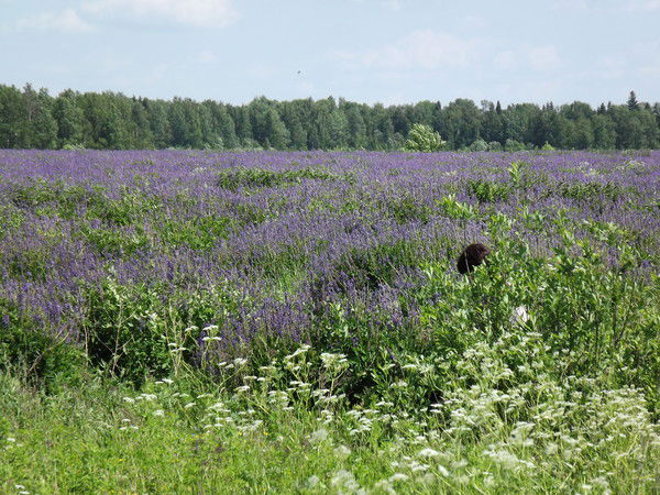 Ольга Демина