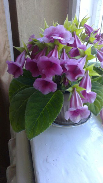 Айгуль Турсунбаева