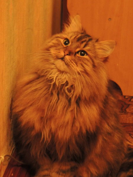 Оксана Николаева