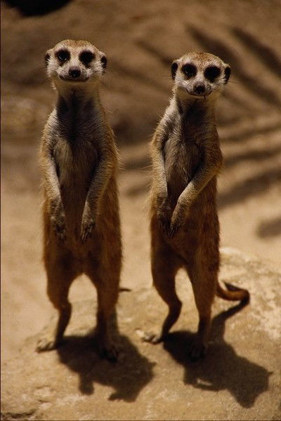 Денис Мехоношин