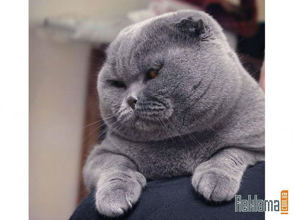 Анна Ложкина