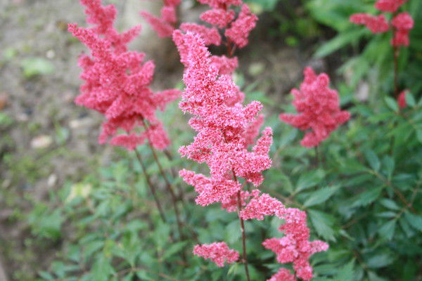 Алиса Глазкова