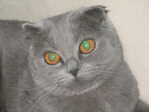 Людмила Григорович