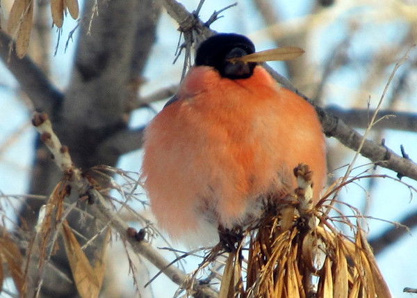 Никита Мошонкин