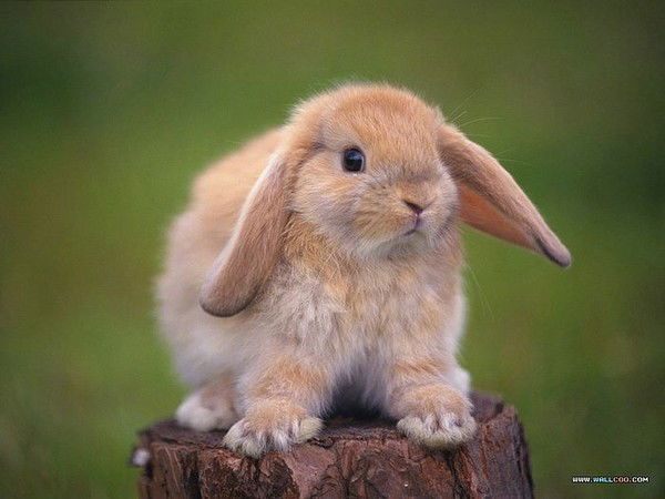 Николай Бычков