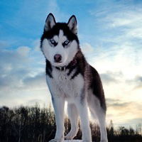 Микола Гураль