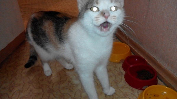 Самуил Рабинович