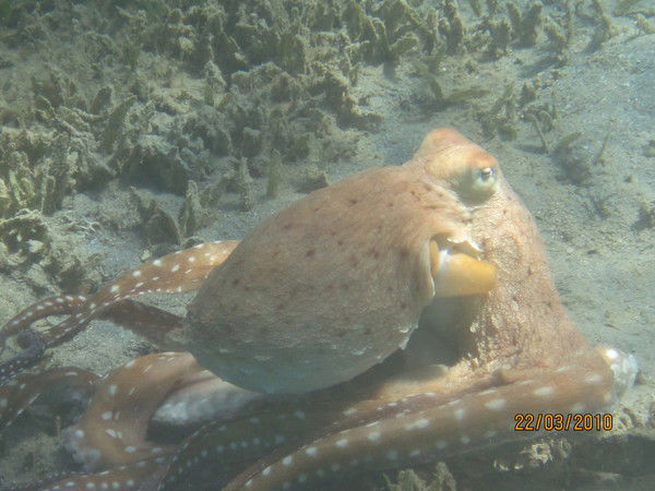 Евгения Санталова