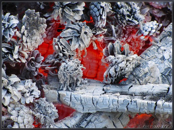 Алексей Холод