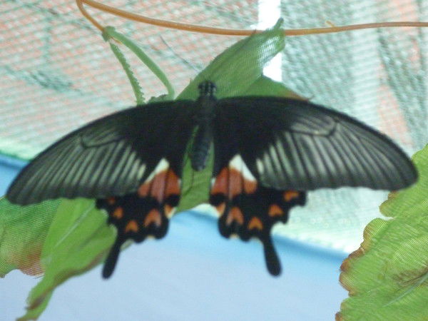 Татьяна Алексеева