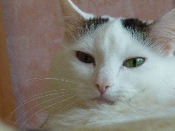 Диана Дубина