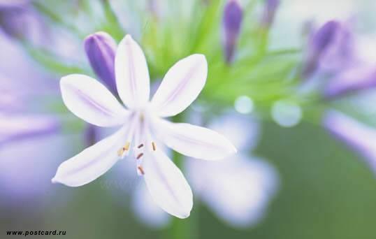 Анна Павловская