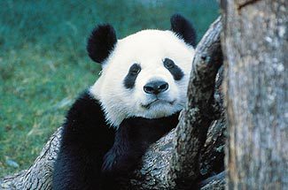 Романов Дмитрий