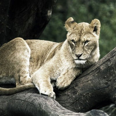 Стелла Винкс