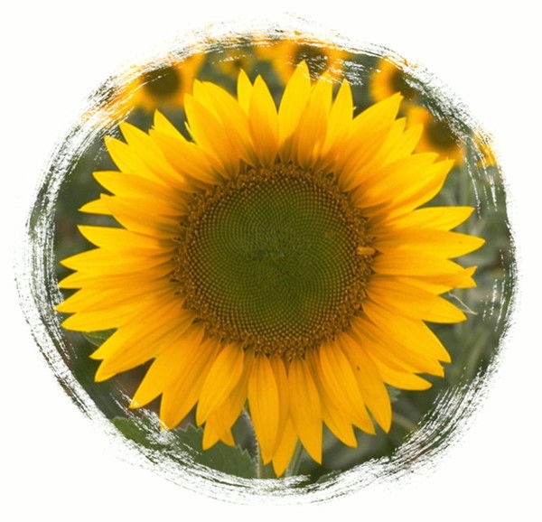 Анар Сулейменова