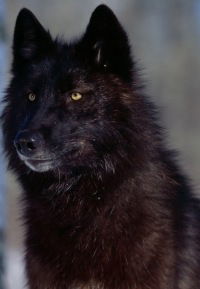 Васёк Кобялко