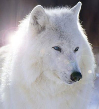 Яна Валентович