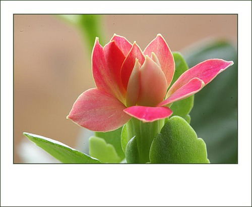 Ирина Исаева