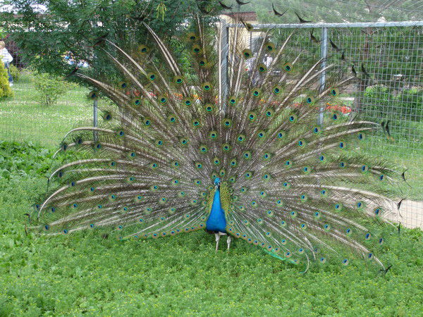 Жанна Денисова