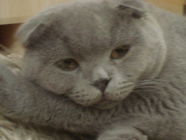 Сергей Товстун