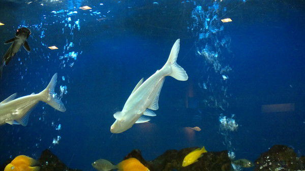 Шота Сериков