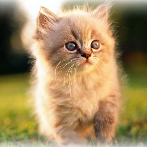 Евгения Архангельская