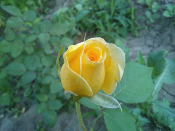 Евгений Журавель