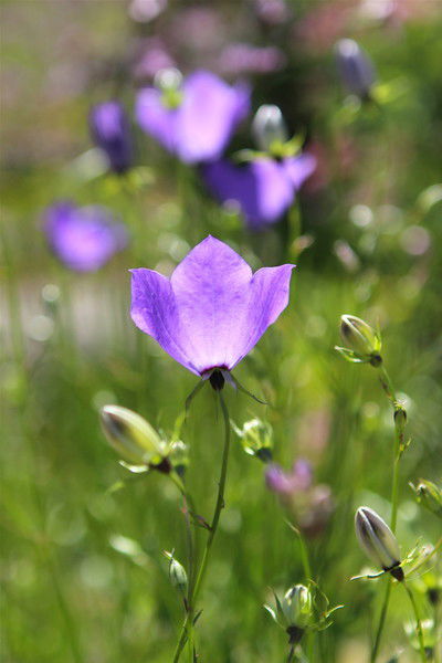 Bmv_Sport_318_ _Bmv_Sport_318